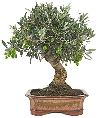 Bonsái Olivo de 9 Años Olea Europaea, Árbol Aceitunero, Olivera, Bonsái Olivo