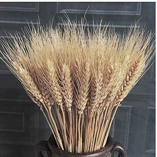 TOPofly Real Ear Trigo Artificial Ramo de Las Flores DIY Central de la Flor disposición de simulación Decoración del Arte para el hogar del Partido de Oficina Jardín Balcón del Color primario 100PCS