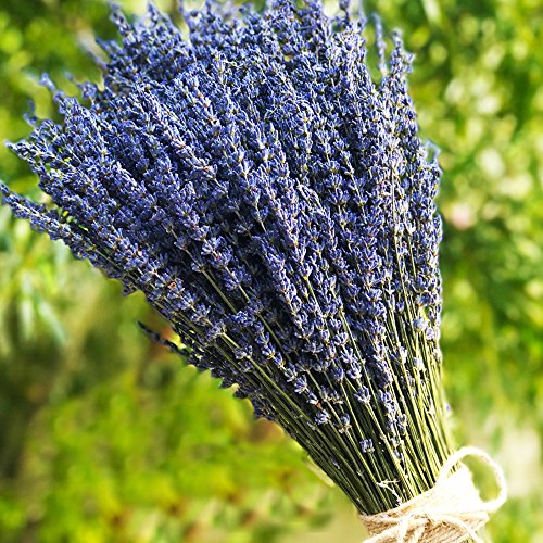 TooGet Fragantes Flores de Lavanda Secas de Lavanda Lía Ramos de Flores Naturales de Lavanda 100+ Tallos (40-45cm de Largo) para La Decoración del Hogar, Regalo, Boda o Cualquier Ocasión